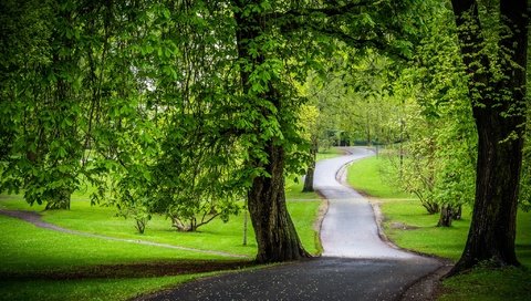 Обои дорога, деревья, зелень, парк, каштаны, road, trees, greens, park, chestnuts разрешение 2048x1365 Загрузить