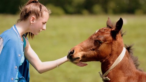 Обои лошадь, природа, девушка, настроение, конь, дружба, жеребенок, контакт, horse, nature, girl, mood, friendship, foal, contact разрешение 3088x2056 Загрузить