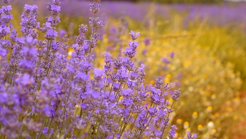 Обои цветы, поле, лаванда, фиолетовые цветы, flowers, field, lavender, purple flowers разрешение 3000x1869 Загрузить