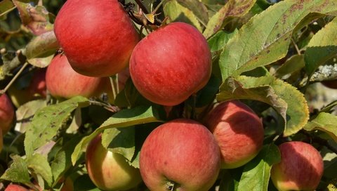 Обои листья, лето, фрукты, яблоки, красные, плоды, leaves, summer, fruit, apples, red разрешение 6000x4000 Загрузить