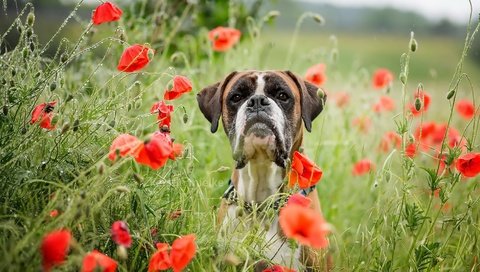 Обои морда, цветы, лето, взгляд, собака, маки, боксер, face, flowers, summer, look, dog, maki, boxer разрешение 1981x1100 Загрузить