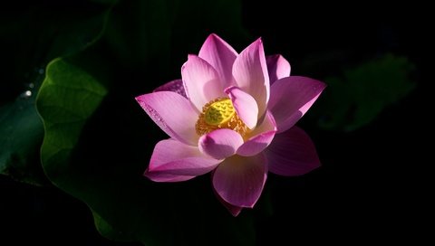 Обои листья, цветок, лепестки, лотос, черный фон, розовый, leaves, flower, petals, lotus, black background, pink разрешение 2048x1152 Загрузить