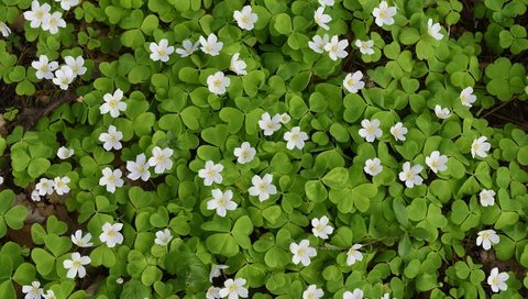 Обои листья, ковер, цветки, кислица, заячья капуста, leaves, carpet, flowers, oxalis, hare cabbage разрешение 2048x1276 Загрузить