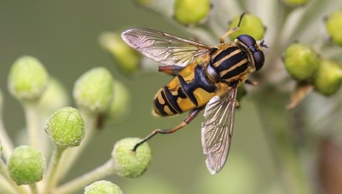 Обои макро, насекомые, растение, муха, журчалка, macro, insects, plant, fly, gorzalka разрешение 3543x2362 Загрузить