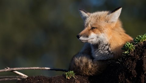 Обои морда, природа, фон, лежит, лиса, лисица, face, nature, background, lies, fox разрешение 2048x1152 Загрузить