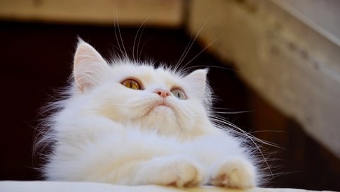 Обои кот, мордочка, усы, кошка, взгляд, белая, ангорская кошка, cat, muzzle, mustache, look, white, angora cat разрешение 2114x1378 Загрузить