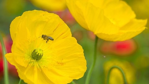 Обои цветы, насекомое, лепестки, мак, пчела, flowers, insect, petals, mac, bee разрешение 2048x1316 Загрузить