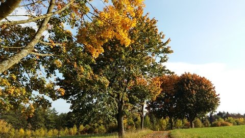 Обои небо, роща, дорога, деревья, природа, лес, листья, листва, осень, the sky, grove, road, trees, nature, forest, leaves, foliage, autumn разрешение 3264x2448 Загрузить