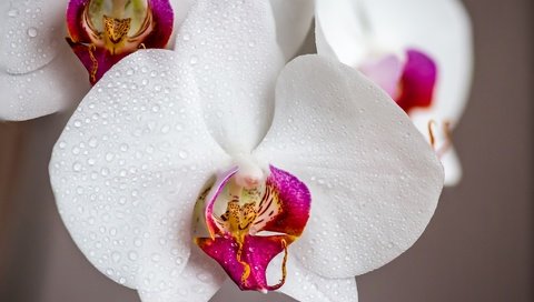 Обои цветы, капли, орхидеи, капли воды, flowers, drops, orchids, water drops разрешение 2048x1366 Загрузить