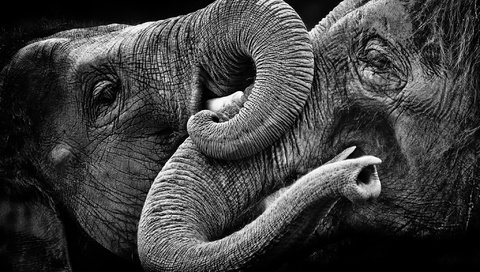 Обои природа, фон, чёрно-белое, слоны, nature, background, black and white, elephants разрешение 2048x1416 Загрузить