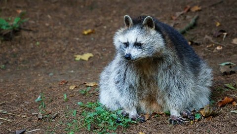 Обои природа, листья, осень, сидит, животное, енот, nature, leaves, autumn, sitting, animal, raccoon разрешение 2048x1152 Загрузить