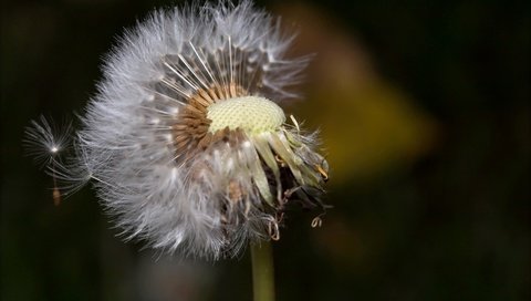 Обои природа, макро, цветок, одуванчик, пушинки, былинки, nature, macro, flower, dandelion, fuzzes, blade разрешение 1972x1142 Загрузить