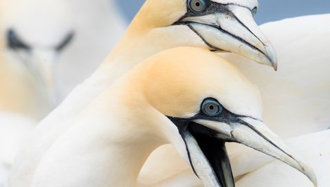 Обои птицы, птица, клюв, олуша, северная олуша, birds, bird, beak, gannet, the northern gannet разрешение 2048x1326 Загрузить