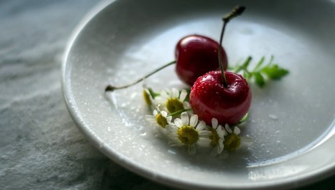 Обои цветы, ромашка, черешня, блюдце, ягоды, вишня, julie jablonski, flowers, daisy, cherry, saucer, berries разрешение 2560x1663 Загрузить