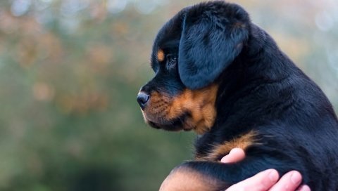 Обои собака, щенок, профиль, ротвейлер, dog, puppy, profile, rottweiler разрешение 2048x1316 Загрузить