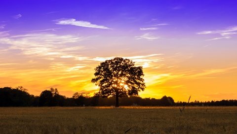 Обои небо, свет, облака, дерево, закат, поле, the sky, light, clouds, tree, sunset, field разрешение 2560x1707 Загрузить