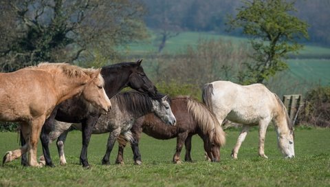 Обои трава, пони, деревья, природа, зелень, луг, лошади, кони, пастбище, grass, pony, trees, nature, greens, meadow, horse, horses, pasture разрешение 6016x3384 Загрузить