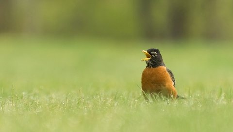 Обои трава, природа, птица, клюв, дрозд, странствующий дрозд, grass, nature, bird, beak, thrush, well, turdus migratorius разрешение 2048x1284 Загрузить