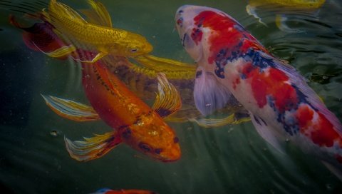 Обои вода, рыбки, рыбы, подводный мир, карп кои, water, fish, underwater world, koi carp разрешение 2560x1696 Загрузить