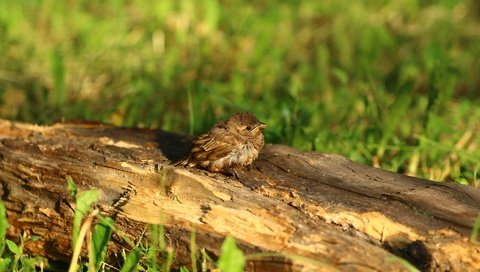 Обои птица, воробей, травка, птичка, бревно, птинец, bird, sparrow, weed, log, ptenec разрешение 1920x1280 Загрузить