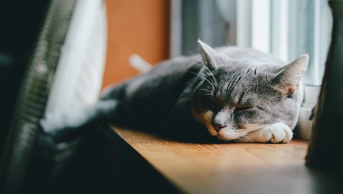 Обои кот, лежит, серый, спит, подоконник, cat, lies, grey, sleeping, sill разрешение 2048x1365 Загрузить