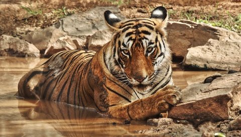 Обои тигр, природа, камни, водоем, дикие кошки, зоопарк, большие кошки, tiger, nature, stones, pond, wild cats, zoo, big cats разрешение 3602x2026 Загрузить