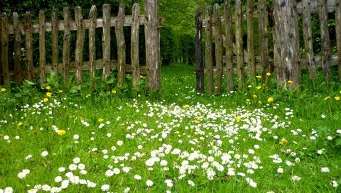 Обои цветы, трава, природа, забор, ромашки, одуванчики, лужайка, flowers, grass, nature, the fence, chamomile, dandelions, lawn разрешение 3648x2736 Загрузить