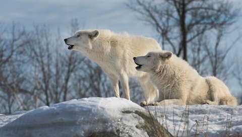 Обои небо, пара, деревья, волки, снег, вой, природа, полярный, камни, арктический волк, зима, арктический, ветки, белый, the sky, pair, trees, wolves, snow, howl, nature, polar, stones, arctic wolf, winter, arctic, branches, white разрешение 2048x1152 Загрузить