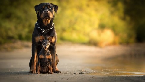 Обои собака, собаки, боке, ротвейлер, карликовый пинчер, dog, dogs, bokeh, rottweiler, miniature pinscher разрешение 1920x1200 Загрузить