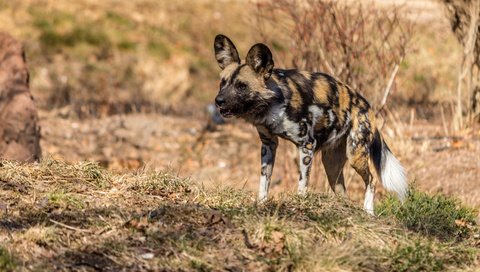 Обои хищник, гиена, гиеновидная собака, predator, hyena, the african wild dog разрешение 1920x1080 Загрузить