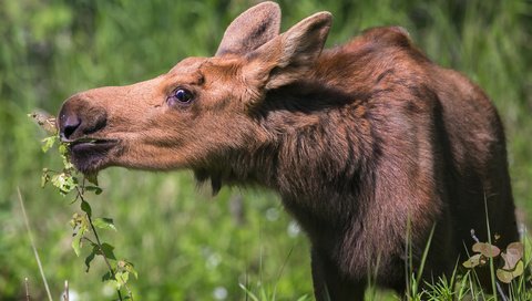 Обои трава, природа, растения, лось, лосенок, grass, nature, plants, moose, calf разрешение 2560x1600 Загрузить