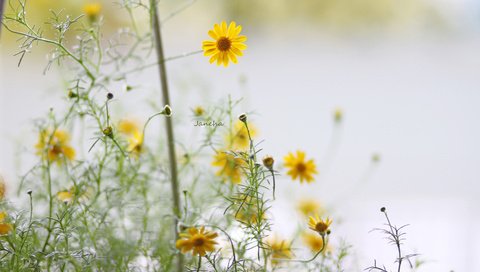 Обои цветы, лепестки, стебли, желтые, боке, flowers, petals, stems, yellow, bokeh разрешение 3840x2400 Загрузить