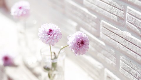 Обои цветы, ваза, георгины, flowers, vase, dahlias разрешение 2560x1600 Загрузить