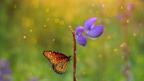 Обои макро, насекомое, цветок, капли, бабочка, крылья, macro, insect, flower, drops, butterfly, wings разрешение 2880x1800 Загрузить