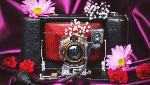 Обои цветы, ретро, фотоаппарат, камера, okelly mccarthy, flowers, retro, the camera, camera разрешение 4893x3212 Загрузить