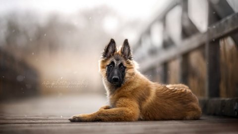 Обои мост, собака, щенок, бельгийская овчарка, тервюрен, bridge, dog, puppy, belgian shepherd, tervuren разрешение 1920x1080 Загрузить