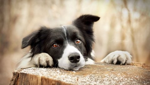 Обои глаза, мордочка, взгляд, собака, пенек, бордер-колли, eyes, muzzle, look, dog, stump, the border collie разрешение 2560x1708 Загрузить