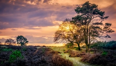 Обои небо, облака, деревья, закат, поле, тропинка, нидерланды, the sky, clouds, trees, sunset, field, path, netherlands разрешение 2560x1628 Загрузить