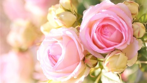 Обои бутоны, размытость, розовые розы, buds, blur, pink roses разрешение 1920x1200 Загрузить