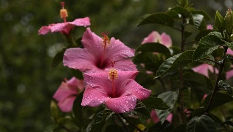 Обои цветы, капли, лепестки, тычинки, листики, гибискус, flowers, drops, petals, stamens, leaves, hibiscus разрешение 2048x1300 Загрузить