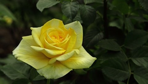 Обои листья, цветок, роза, лепестки, бутон, роза желтая, leaves, flower, rose, petals, bud, rose yellow разрешение 5184x3456 Загрузить