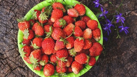 Обои цветок, лето, клубника, ягоды, пень, миска, flower, summer, strawberry, berries, stump, bowl разрешение 4608x3072 Загрузить