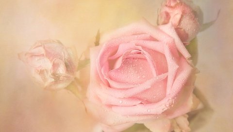 Обои цветы, бутоны, фон, роса, капли, розы, роза, бутон, flowers, buds, background, rosa, drops, roses, rose, bud разрешение 2048x1280 Загрузить