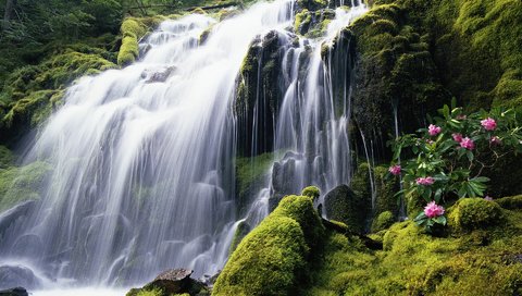 Обои цветы, камни, водопад, поток, мох, flowers, stones, waterfall, stream, moss разрешение 1920x1200 Загрузить