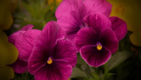 Обои цветы, макро, лепестки, анютины глазки, фиолетовые, фиалки, виола, flowers, macro, petals, pansy, purple, violet, viola разрешение 4900x3500 Загрузить