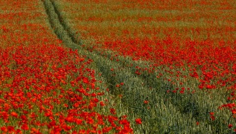 Обои цветы, поле, красные, маки, англия, колея, кент, flowers, field, red, maki, england, track, kent разрешение 2048x1365 Загрузить