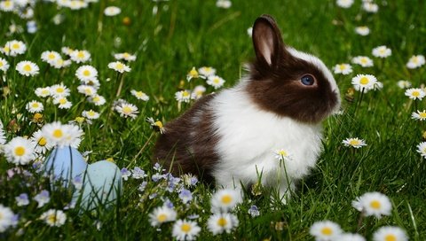 Обои цветы, трава, ромашки, кролик, животное, пасха, яйца, flowers, grass, chamomile, rabbit, animal, easter, eggs разрешение 2992x2000 Загрузить