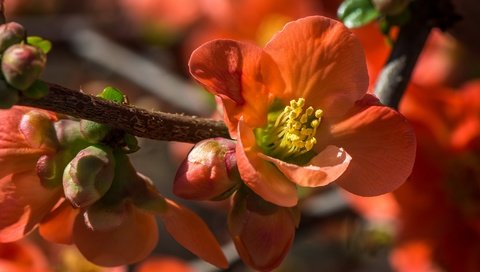 Обои цветы, ветка, цветение, весна, айва, flowers, branch, flowering, spring, quince разрешение 2048x1390 Загрузить