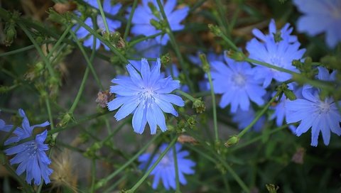 Обои цветы, листья, лепестки, цикорий, цикорий обыкновенный, flowers, leaves, petals, chicory, chicory common разрешение 6000x4000 Загрузить