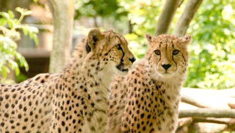 Обои природа, африка, отдых, хищники, гепард, гепарды, nature, africa, stay, predators, cheetah, cheetahs разрешение 4800x3200 Загрузить